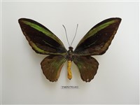 藏品(綠鳥翼蝶)的圖片